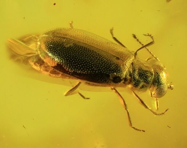 Fossil Beetle (Coleoptera) In Baltic Amber #45144
